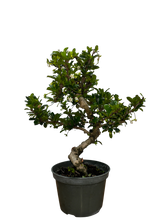 Fukien Tea  - Assorted sizes here (15cm - 20cm - 25cm - 30cm)